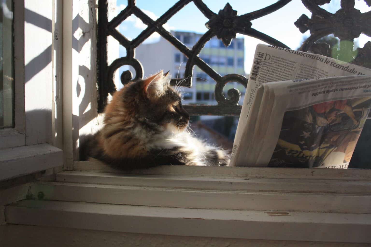 chat lisant le journal à la fenêtre